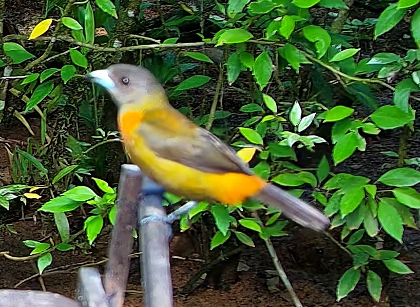 Flame-crested Tanager