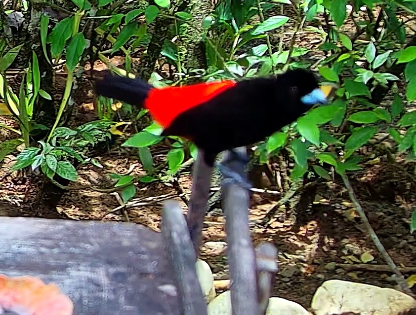 Scarlet-rumped Tanager