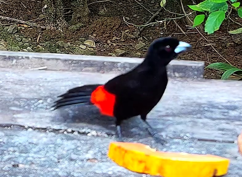 Scarlet-rumped Tanager