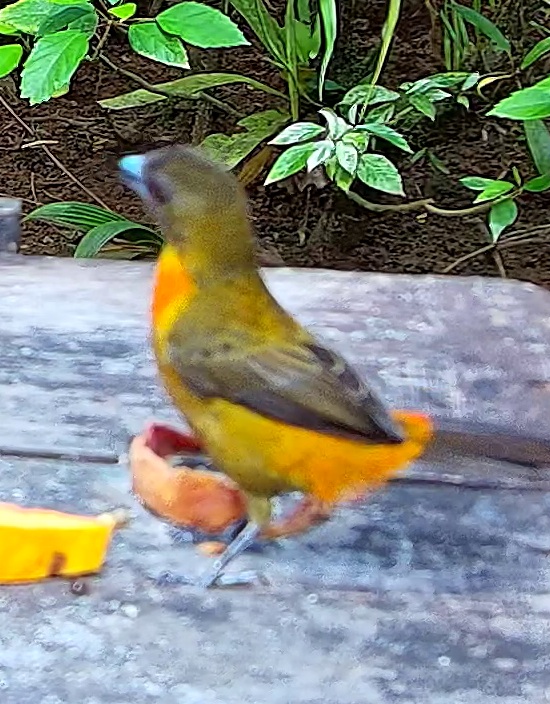 Orange-rumped tanager
