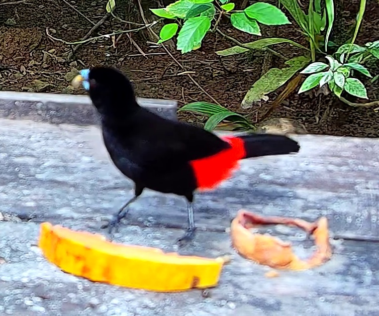 Flame-rumped Tanager