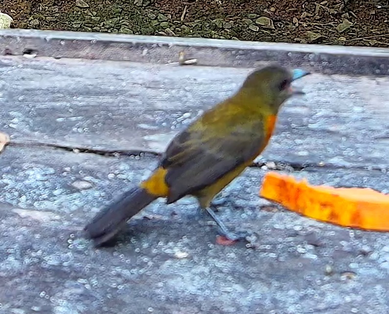 Flame-rumped Tanager