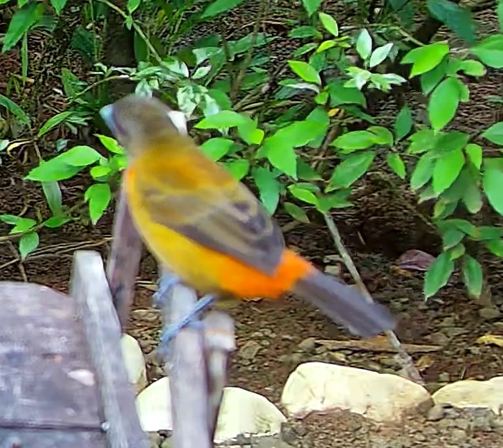 Flame-rumped Tanager