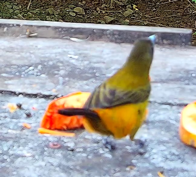 Flame-rumped Tanager