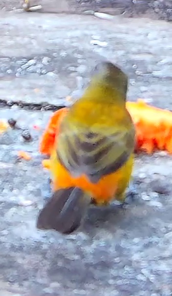 Crimson-backed Tanager