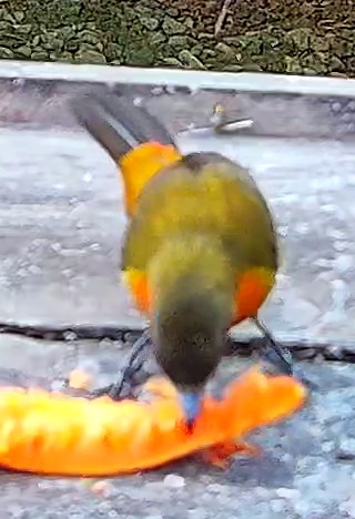 Flame-rumped Tanager