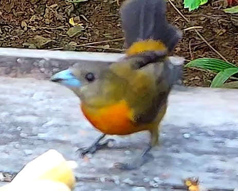 Flame-rumped Tanager