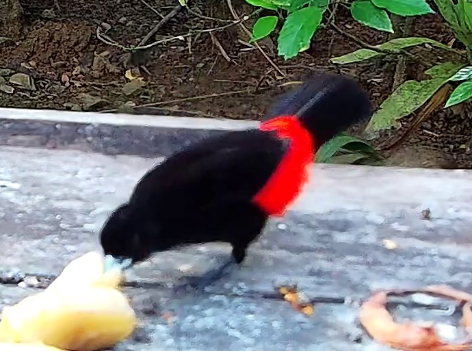 Cherrie's tanager