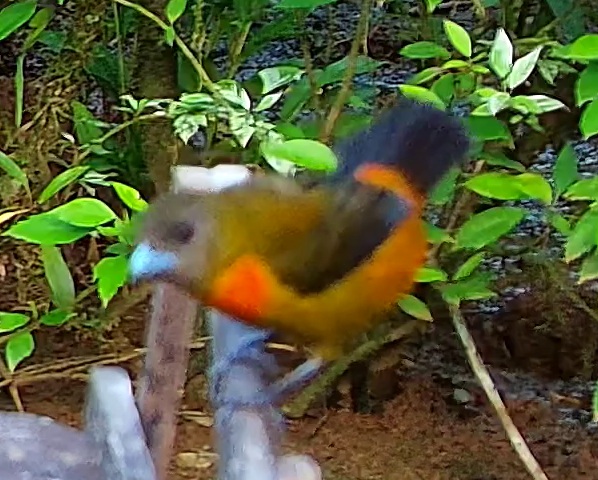 Flame-rumped Tanager
