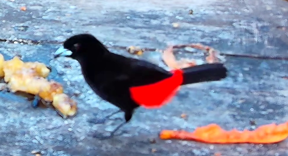 Scarlet-rumped Tanager