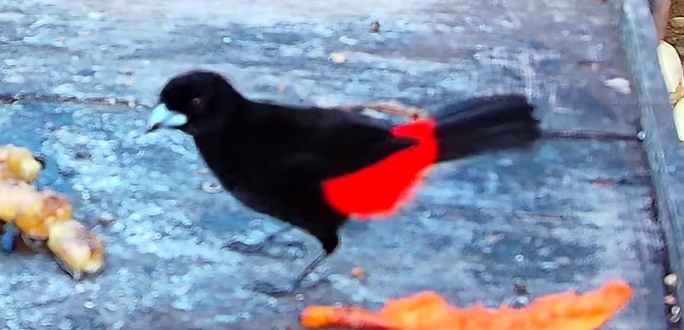Flame-rumped Tanager