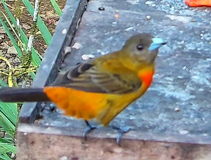 Flame-rumped Tanager