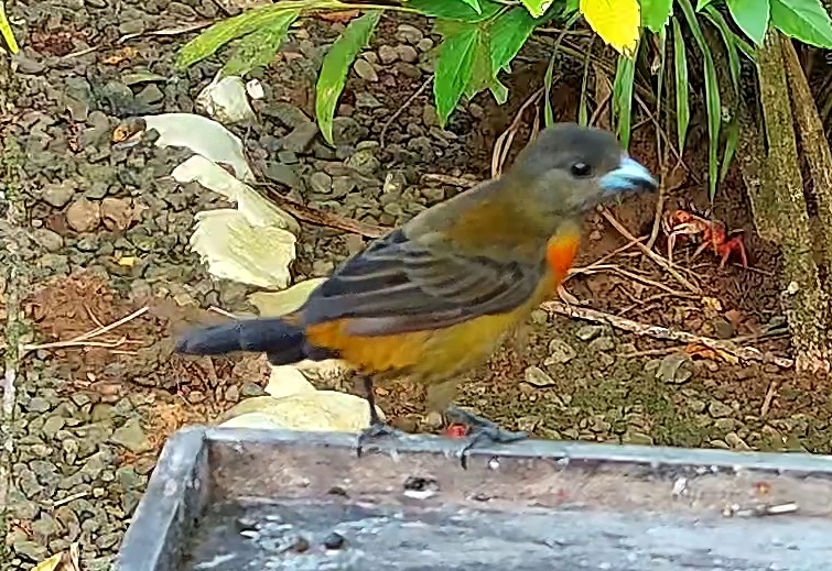 Flame-rumped Tanager