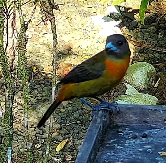 Olive-backed Tanager