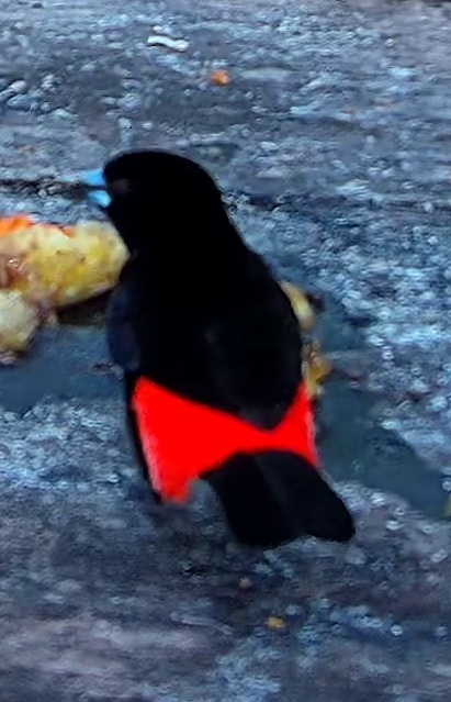 Flame-rumped Tanager