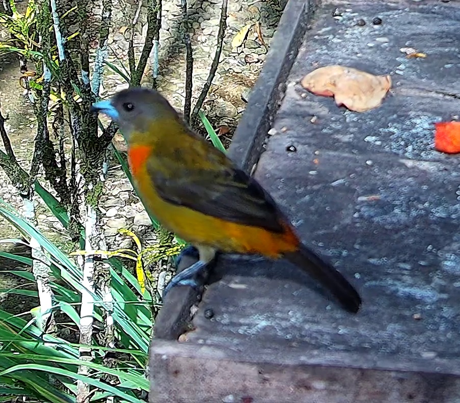 Crimson-collared tanager