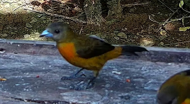 Flame-rumped Tanager