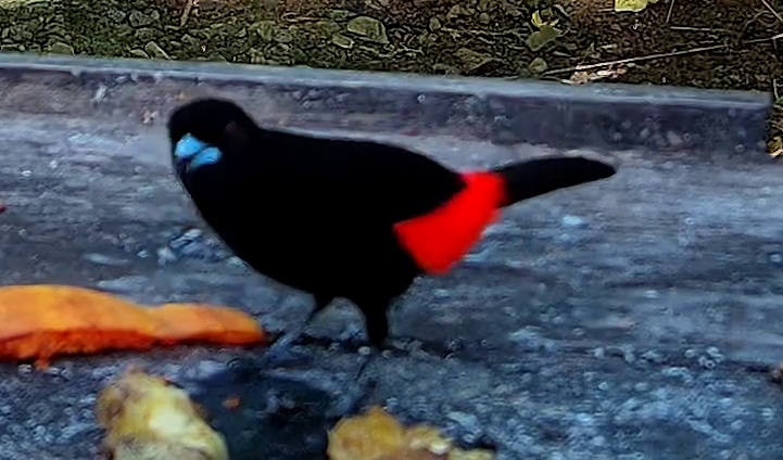 Scarlet-rumped Tanager