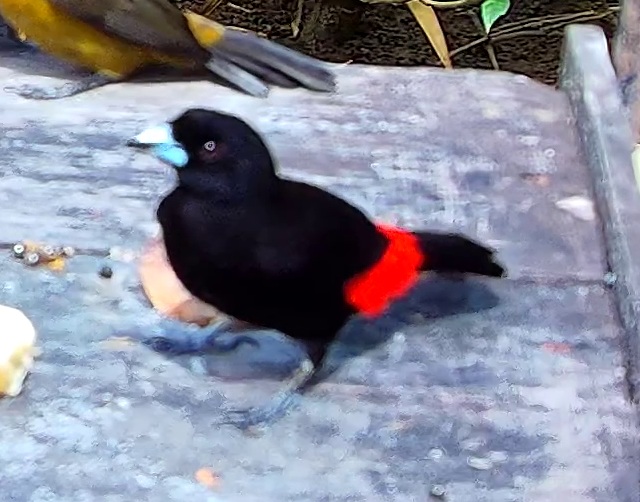 Flame-rumped Tanager