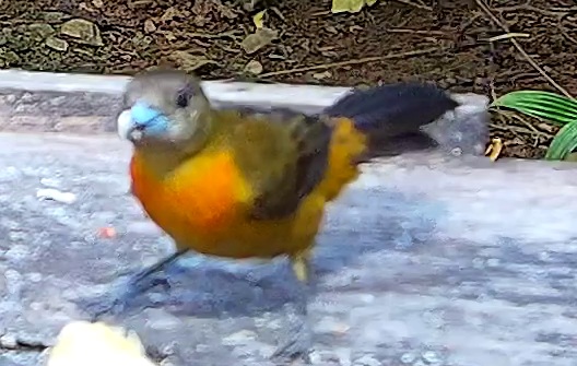 Flame-rumped Tanager