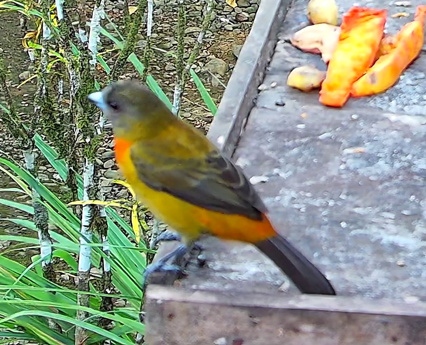 Flame-rumped Tanager
