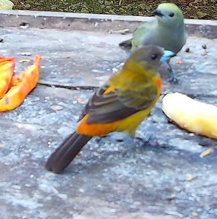 Flame-rumped Tanager