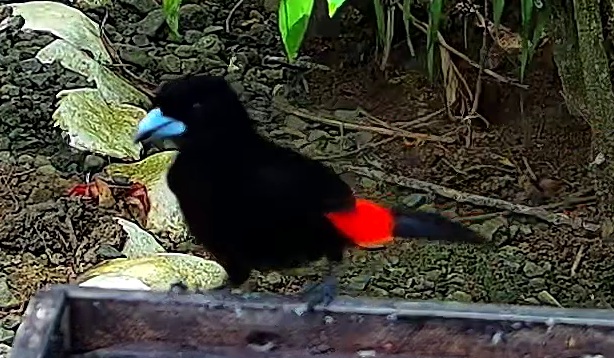 Scarlet-rumped Tanager