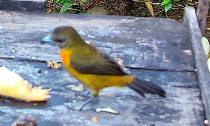 Flame-rumped Tanager