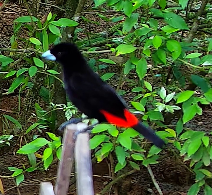 Flame-rumped Tanager