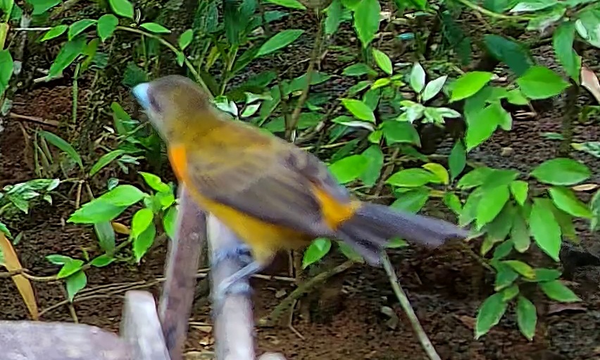 Flame-rumped Tanager