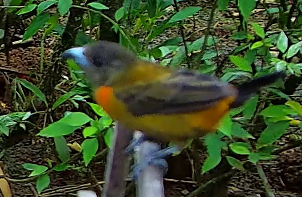 Flame-rumped Tanager