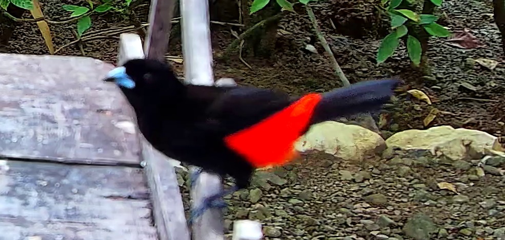 Scarlet-rumped Tanager