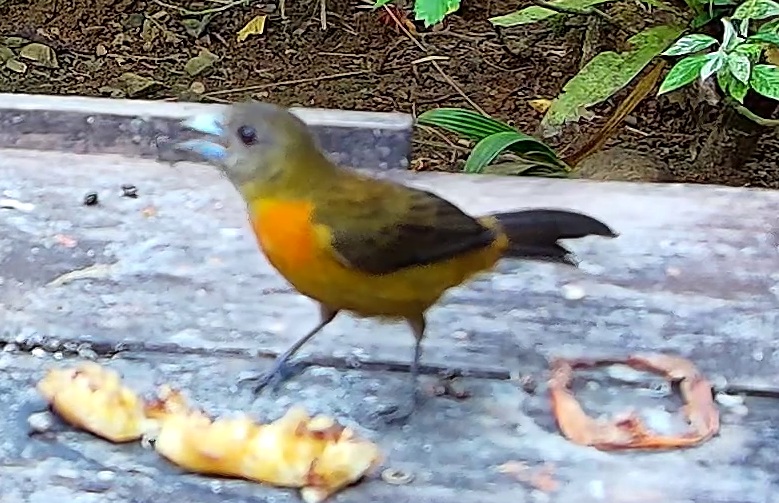 Flame-rumped Tanager