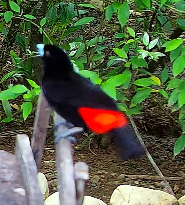 Scarlet-rumped Tanager