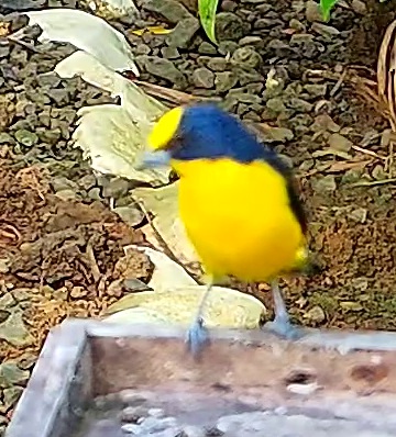 Violaceous euphonia