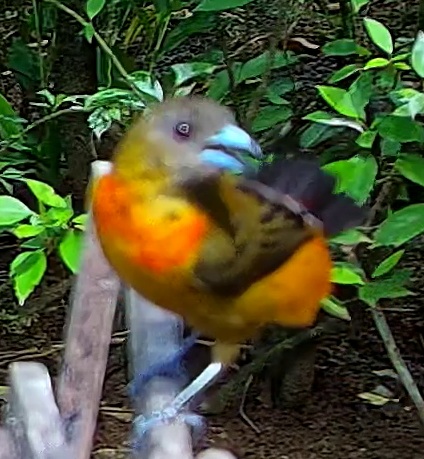 Flame-rumped Tanager