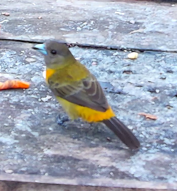 Flame-rumped Tanager