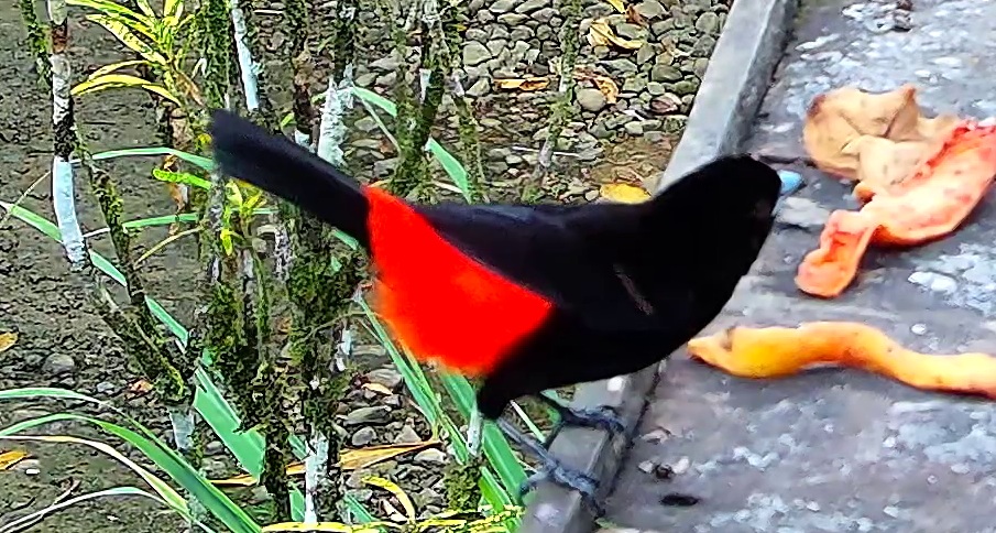 Scarlet-rumped Tanager