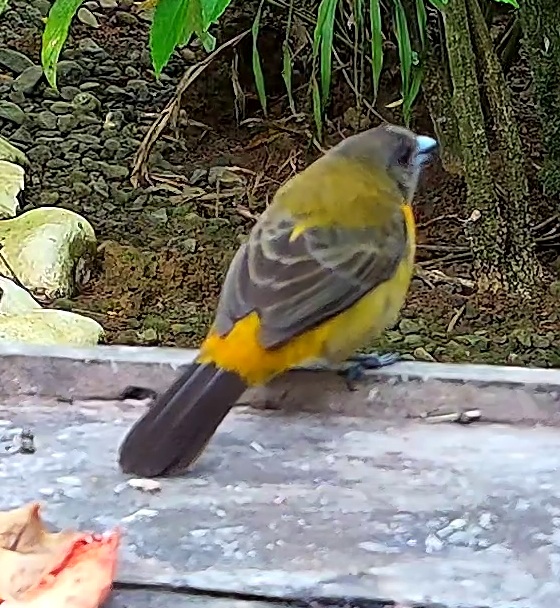 Flame-rumped Tanager