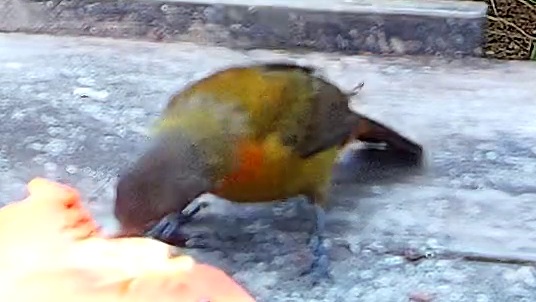 Flame-rumped Tanager
