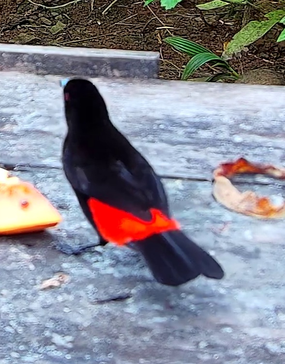 Scarlet-rumped Tanager