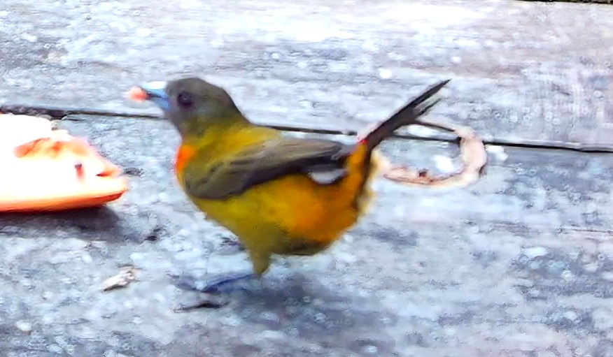 Flame-rumped Tanager