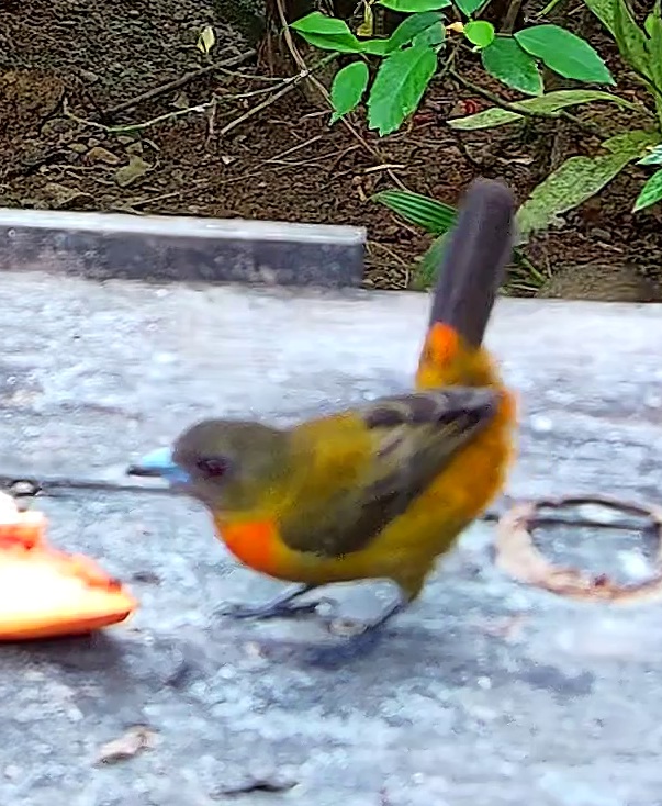 Flame-rumped Tanager