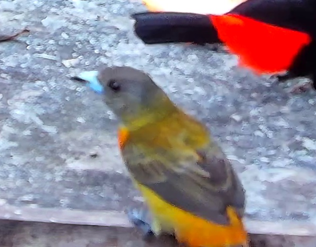 Flame-rumped Tanager