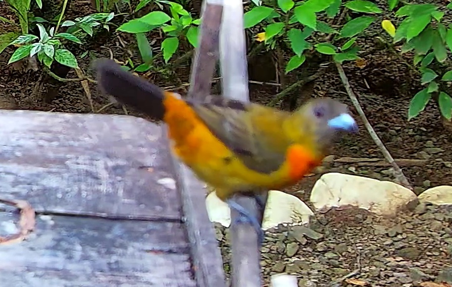 Flame-rumped Tanager