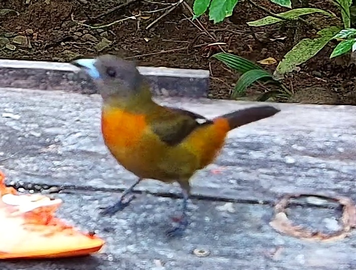 Passerini's Tanager