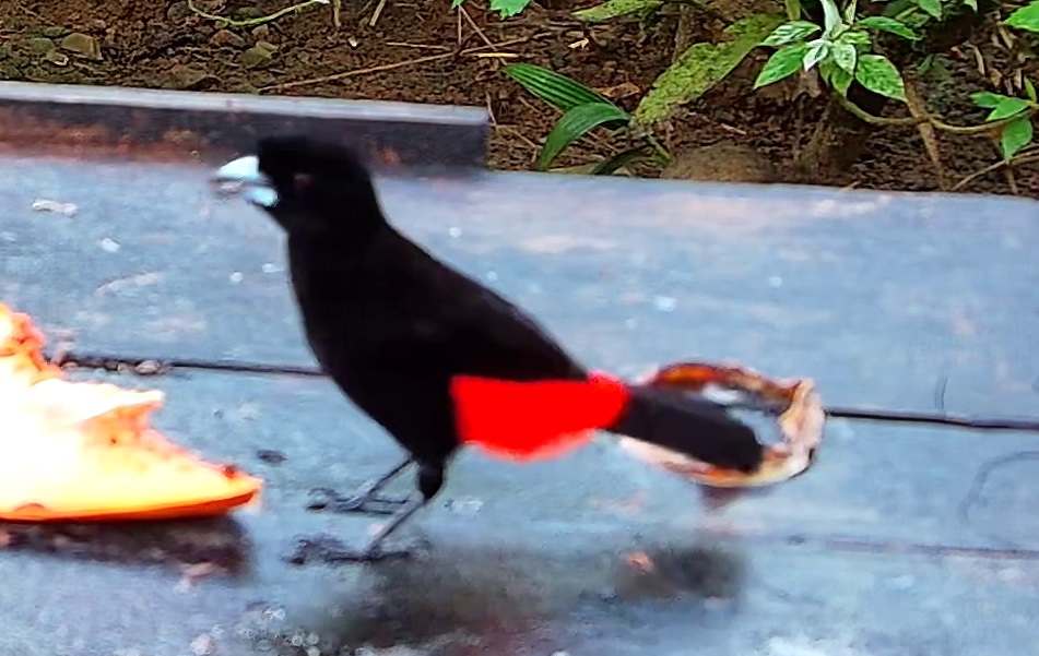 Scarlet-rumped Tanager