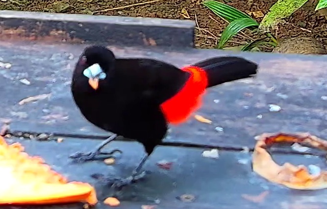 Scarlet-rumped Tanager