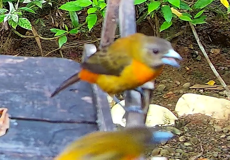Flame-rumped Tanager