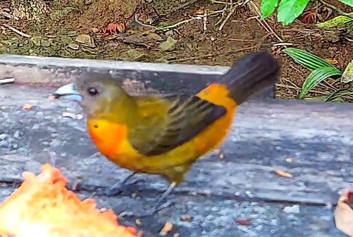 Flame-rumped Tanager
